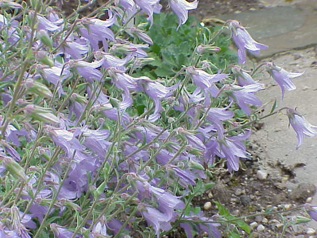 Campanula sarmatica: Species : Campanula sarmatica Family : Campanulaceae Image No. 2