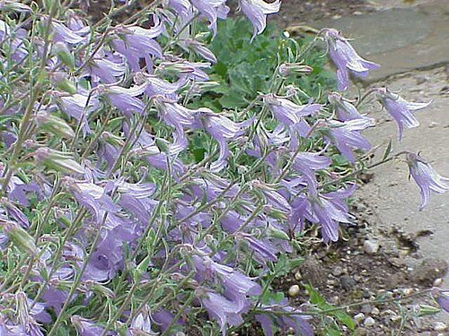 Campanula sarmatica: Species : Campanula sarmatica Family : Campanulaceae Image No. 2