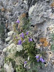 Campanula sarmatica (Campanula sarmatica)
