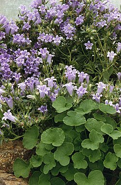 Campanula saxatilis: Oxyria digyna & Campanula saxatilis