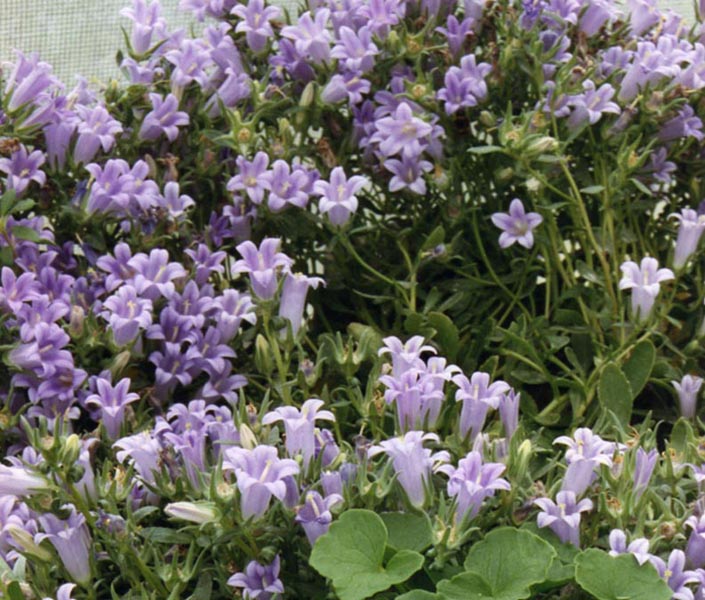 Campanula saxatilis: Campanula saxatilis