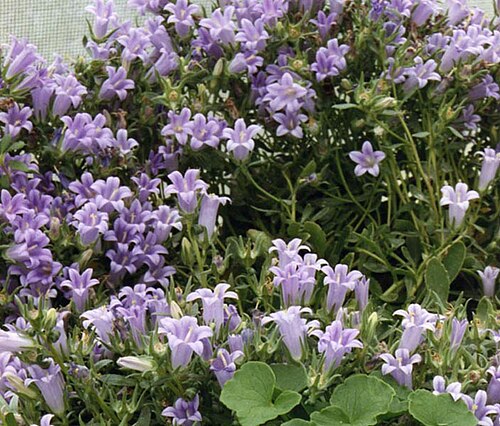 Campanula saxatilis: Campanula saxatilis