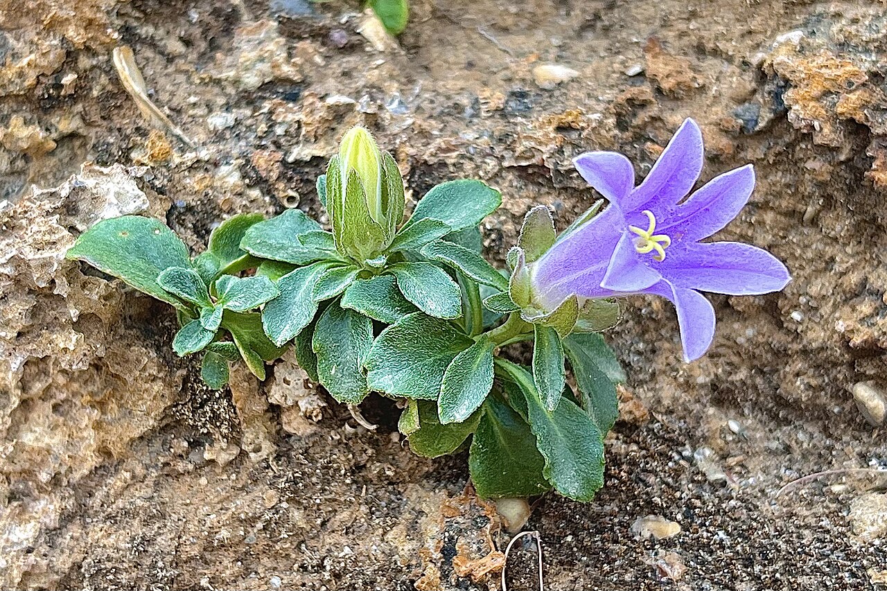 Campanula saxatilis: Campanula saxatilis ssp. saxatilis