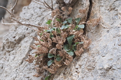 Campanula saxatilis (Campanula saxatilis)