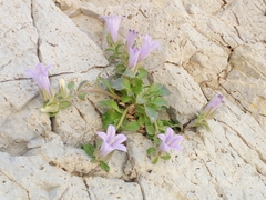 Campanula saxatilis (Campanula saxatilis)