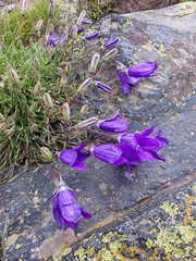 Campanula saxifraga (Campanula saxifraga)