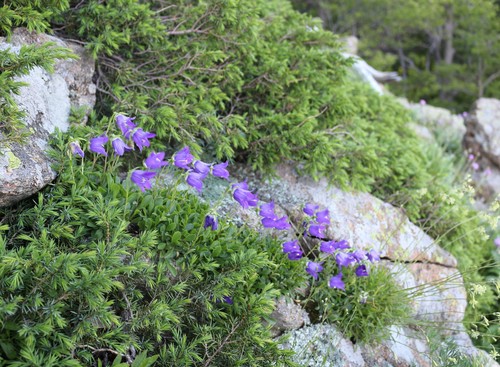 Campanula saxifraga (Campanula saxifraga)