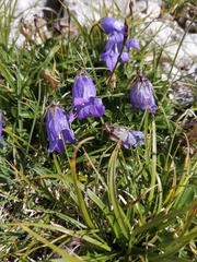 Campanula saxifraga (Campanula saxifraga)