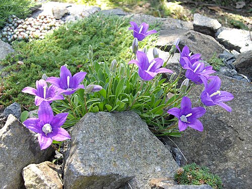 Campanula saxifraga: Campanula saxifraga