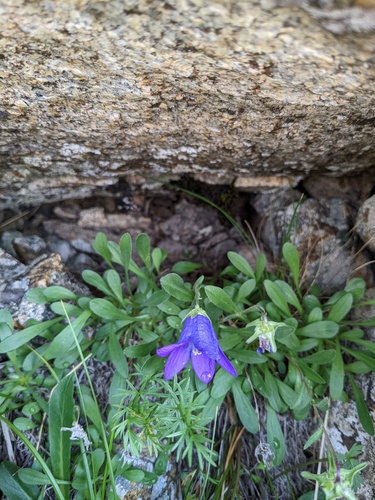 Campanula saxifraga (Campanula saxifraga)