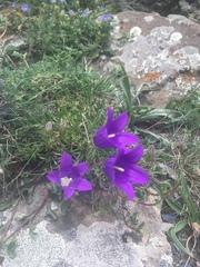 Campanula saxifraga (Campanula saxifraga)