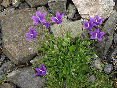 Campanula saxifraga: Campanula saxifraga