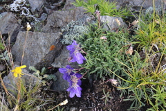 Campanula saxifraga (Campanula saxifraga)