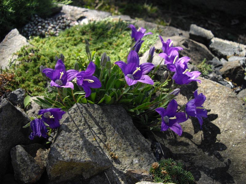 Campanula saxifraga: Campanula saxifraga