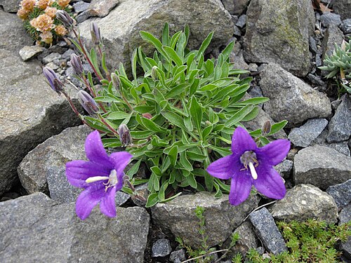 Campanula saxifraga: Campanula saxifraga