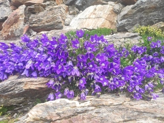 Campanula saxifraga (Campanula saxifraga)