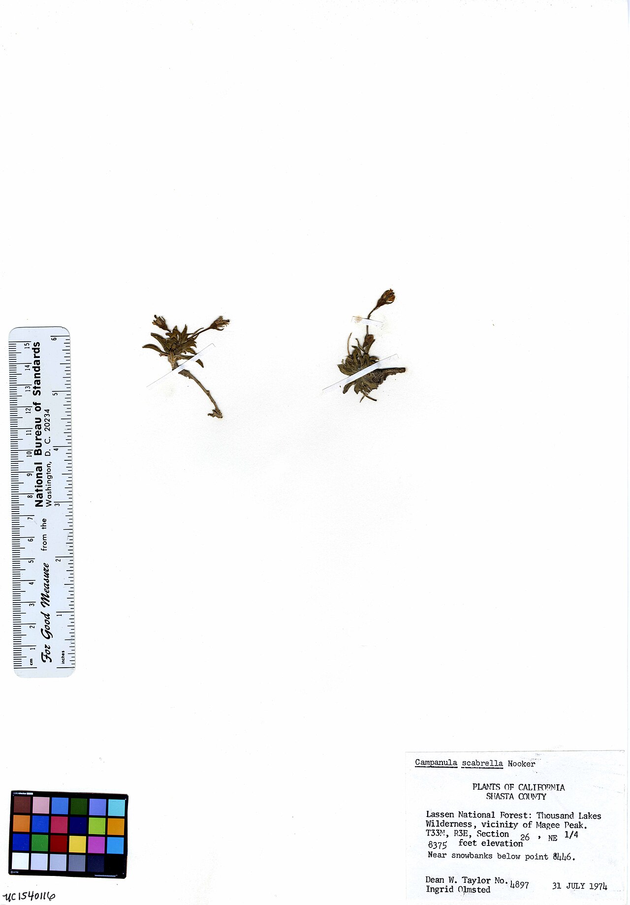 Rough bellflower: Uc1540116 rsa407606