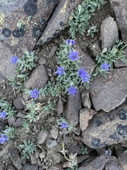 Rough bellflower (Campanula scabrella)