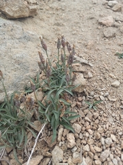 Rough bellflower (Campanula scabrella)