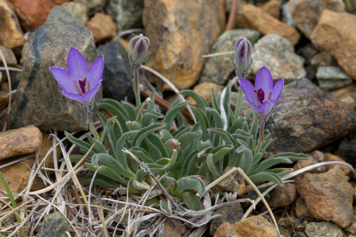 Rough bellflower (Campanula scabrella)