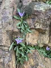 Rough bellflower (Campanula scabrella)