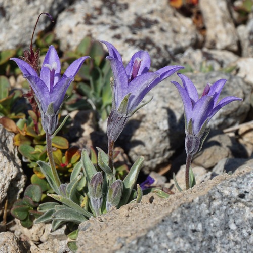 Rough bellflower (Campanula scabrella)
