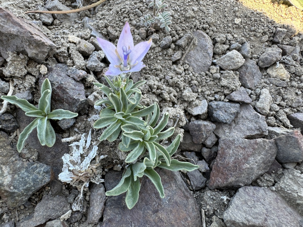 Rough bellflower (Campanula scabrella)