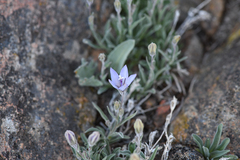 Rough bellflower (Campanula scabrella)