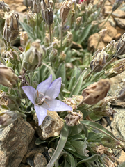 Rough bellflower (Campanula scabrella)