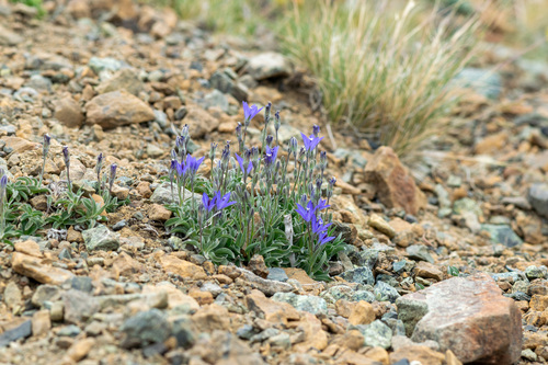 Rough bellflower (Campanula scabrella)