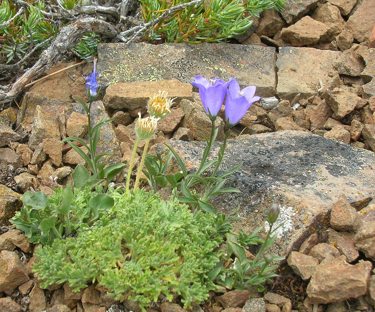 Rough bellflower: Campanula scabrella , Rainier Vista Trail 1155, Pierce County, Washington, USA. Scree Slope Elevation ~ 6200 feet (1900 m.). 22 July 2006