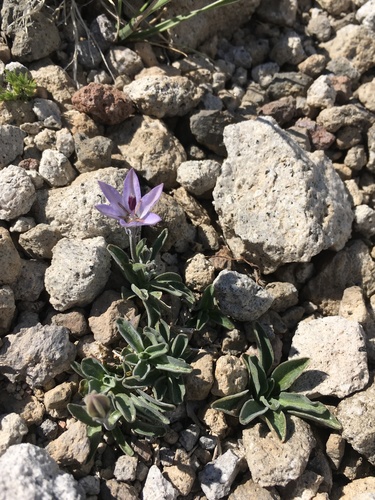 Rough bellflower (Campanula scabrella)