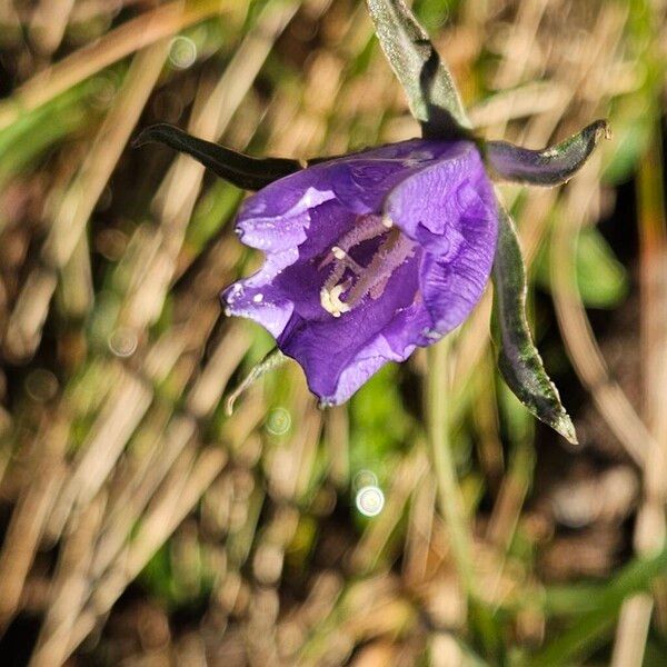 Campanula scheuchzeri (Campanula scheuchzeri)