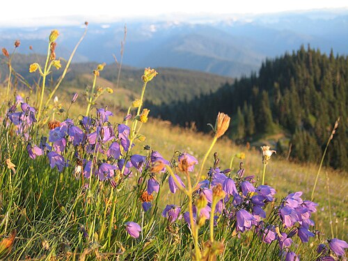 Campanula scheuchzeri: Wildflowers on Hurricane Hill (Hurricane Ridge), Olympic National Park, Washington, U.S.A.