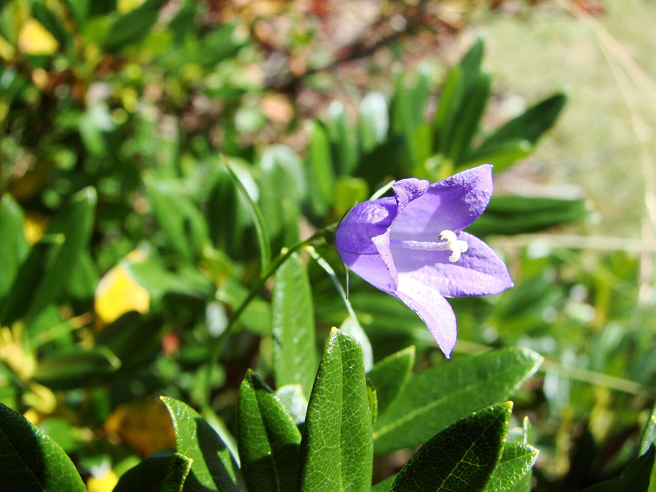 Campanula scheuchzeri: Vallée du Marcadau, Pyrénées françaises, commune de Cauterets , département des Hautes-Pyrénées ( France ) : Campanula scheuchzeri