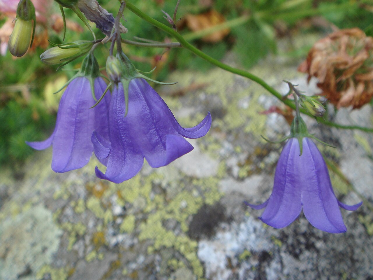 Campanula scheuchzeri: Campanula scheuchzeri , Valle de Barrosa, Pirineos (Huesca), España.