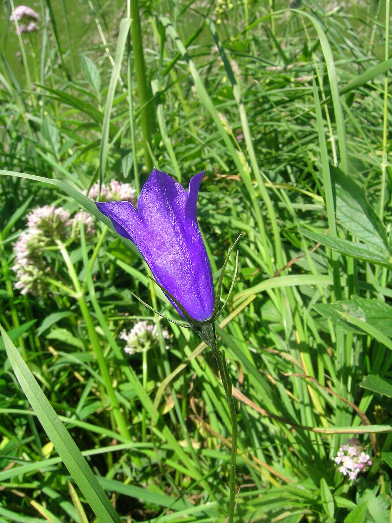 Campanula scheuchzeri: Campanula scheuchzeri , Schynige Platte, Kanton Bern, Schweiz