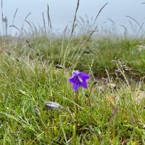 Campanula scheuchzeri (Campanula scheuchzeri)