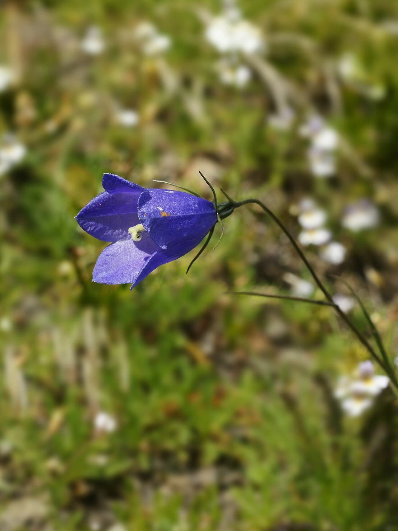 Campanula scheuchzeri: Scheuchzer's Bellflower, at Saas Fee, Switzerland