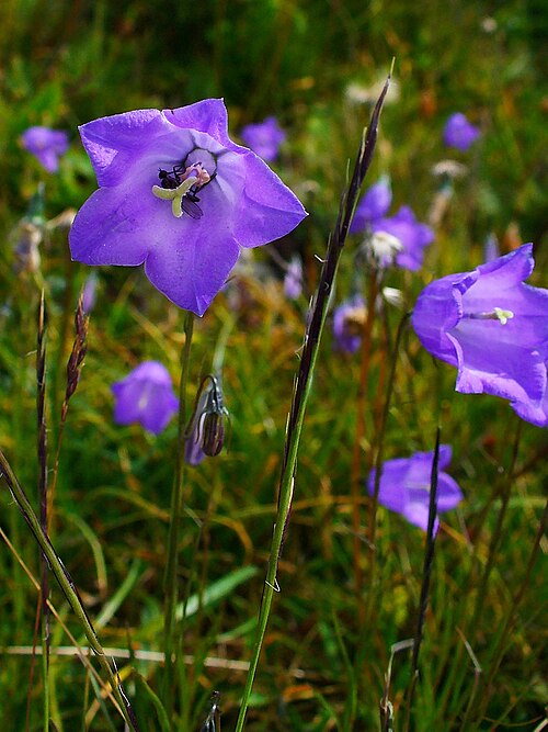 Campanula scheuchzeri: Campanula scheuchzeri , Campanulaceae, Scheuchzer’s bellflower, flower; Muottas Muragl, Engadin, Switzerland, altitude ca. 2400 m