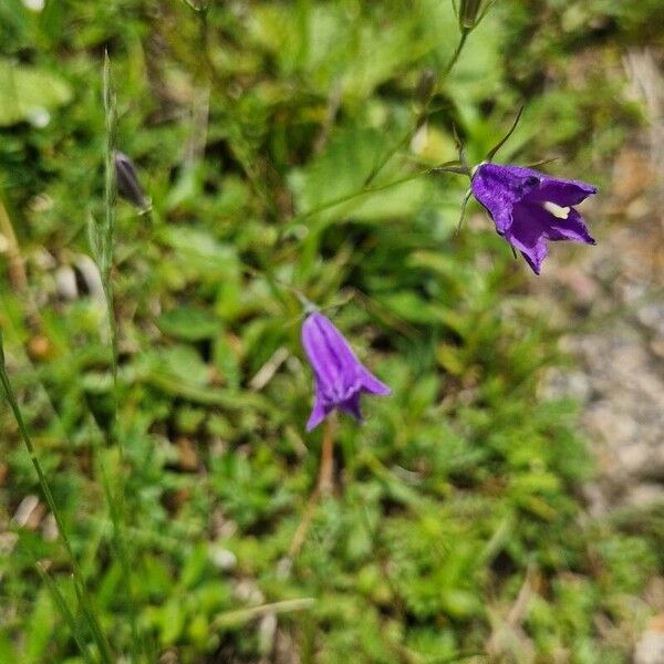 Campanula scheuchzeri (Campanula scheuchzeri)