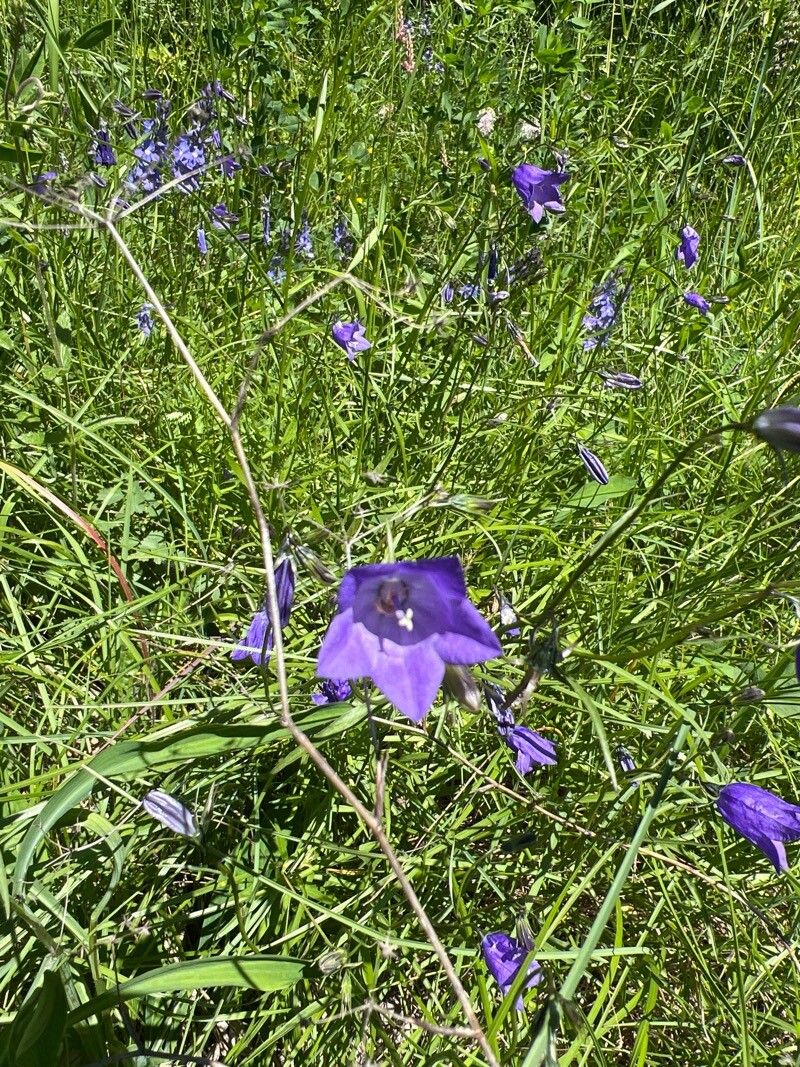 Campanula scheuchzeri (Campanula scheuchzeri)