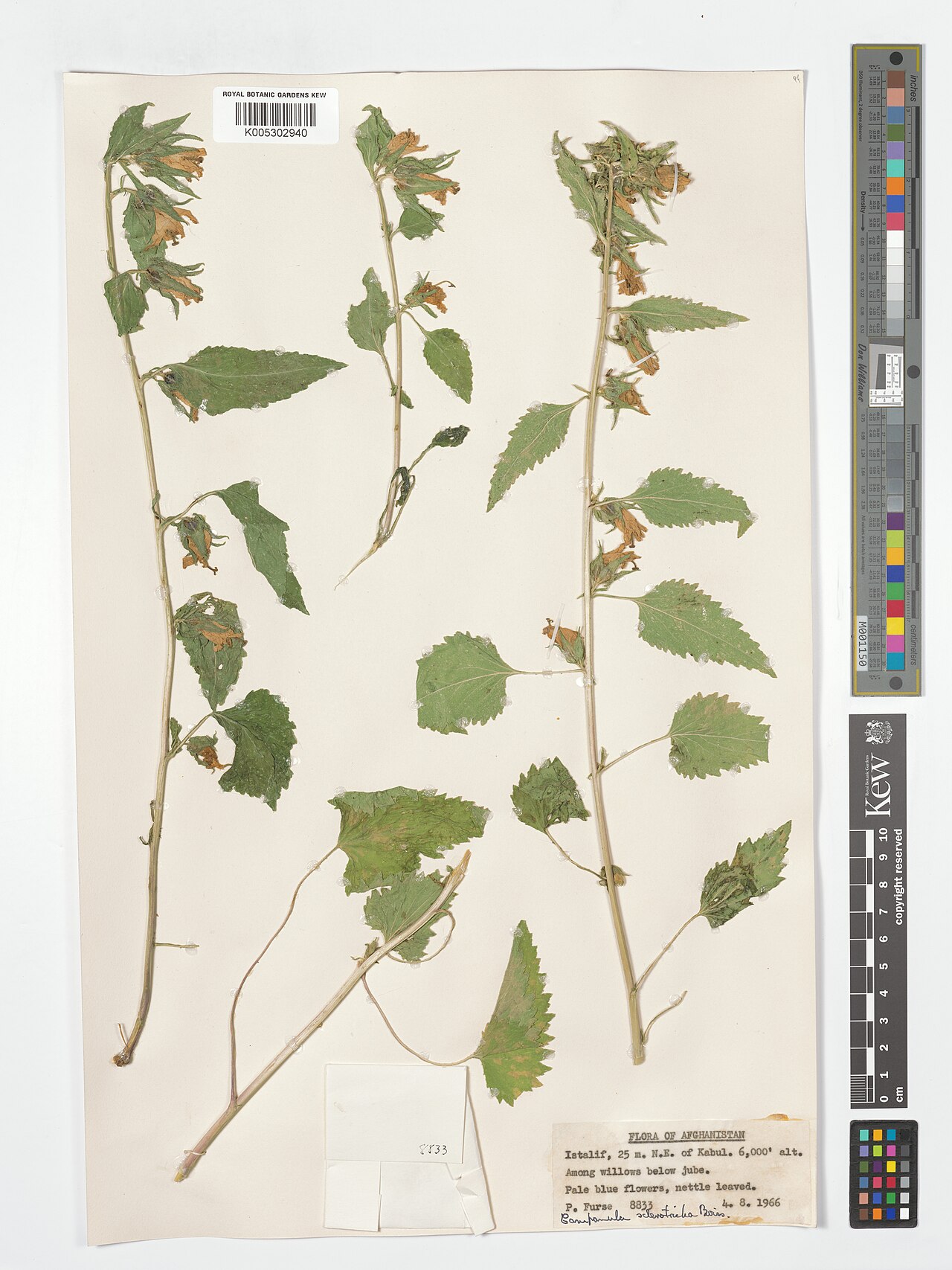 Campanula sclerotricha: Campanula sclerotricha — Herbarium specimen from Istalif, 25 m. N.E. of Kabul., Afghanistan. Collected by Furse, P. (1966-08-04). Recorded in GBIF occurrence 49