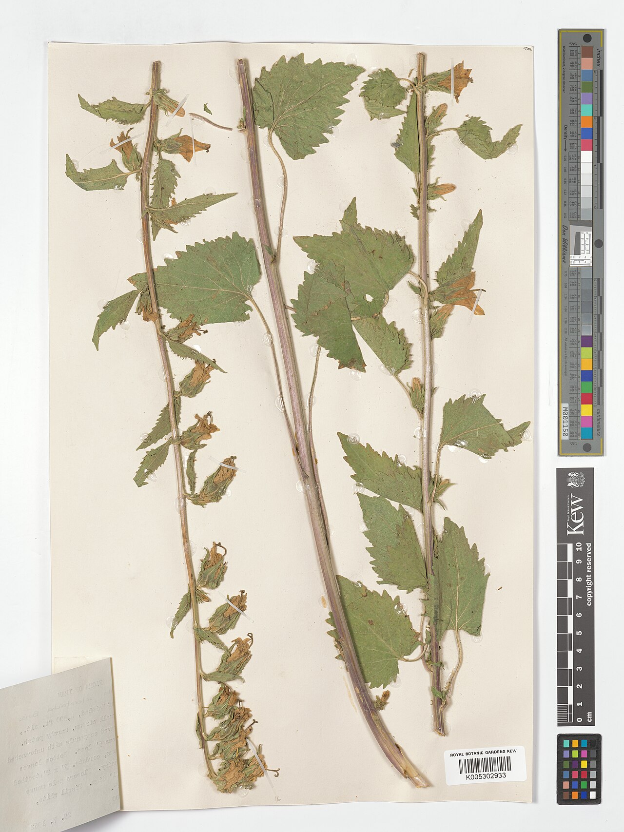 Campanula sclerotricha: Campanula sclerotricha — Herbarium specimen from 30' South of Mahabad, Iran. Collected by Furse, P. (1962-07-29). Recorded in GBIF occurrence 4926493576 .