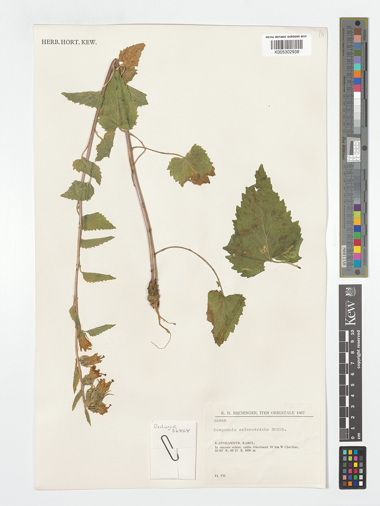 Campanula sclerotricha: Campanula sclerotricha — Herbarium specimen from In saxosis schist. vallis Ghorband 10 km W Charikar, Afghanistan. Collected by Rechinger, K.H. (1967-07-11). Re