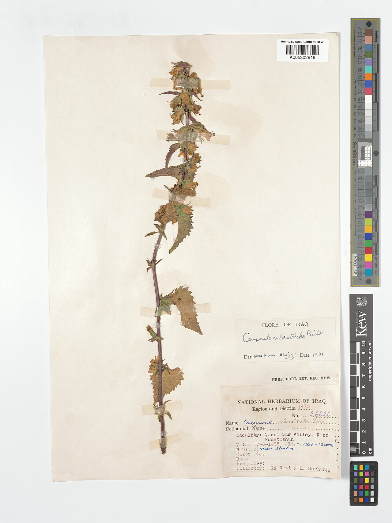 Campanula sclerotricha: Campanula sclerotricha — Herbarium specimen from Region and District MRO; Qorna Qaw Valley, N of Pushtashan, Iraq. Collected by Rawi, A.; Serhang, I. (1958-08-1