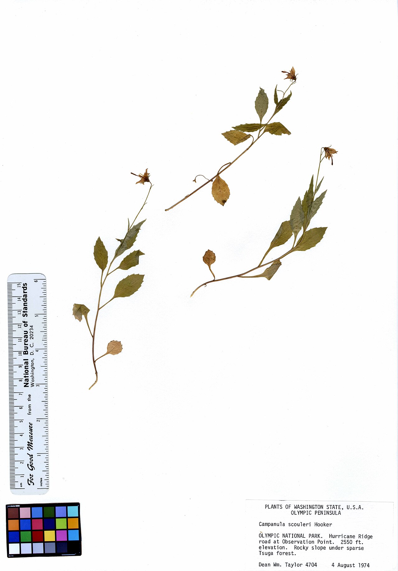 Pale bellflower: Campanula scouleri