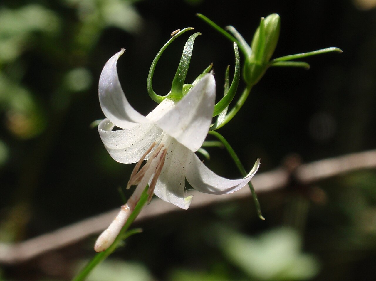 Pale bellflower: Campanula scouleri , Scouler's Harebell