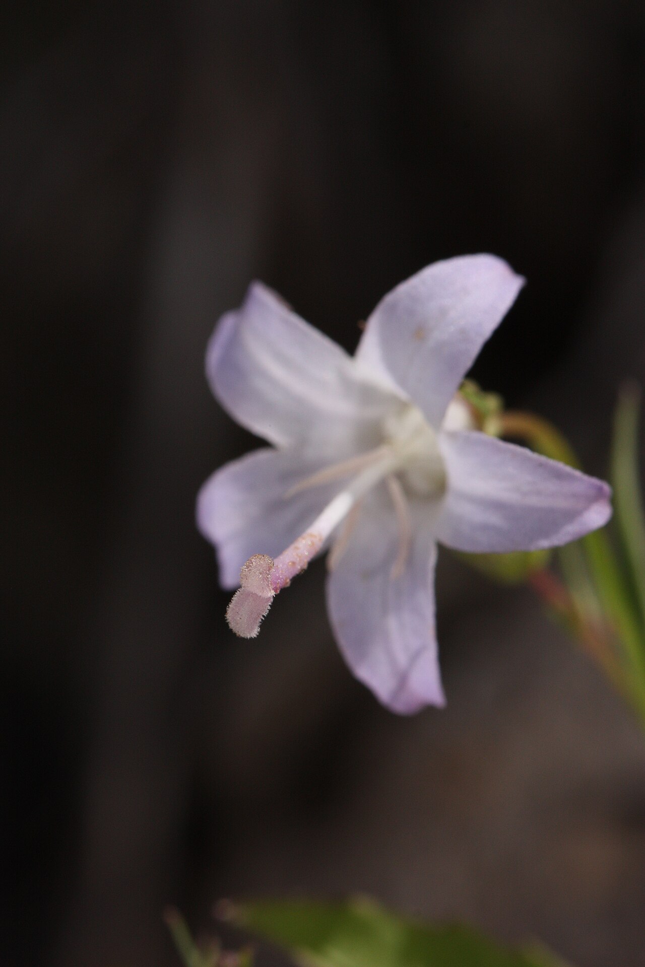 Pale bellflower: Pale Bellflower Viewpoint location: Juniper Ridge Trail 261 Dark Divide Viewpoint elevation: 1508 meter (4948 ft) Location source: Garmin GPSmap 60CSx Location