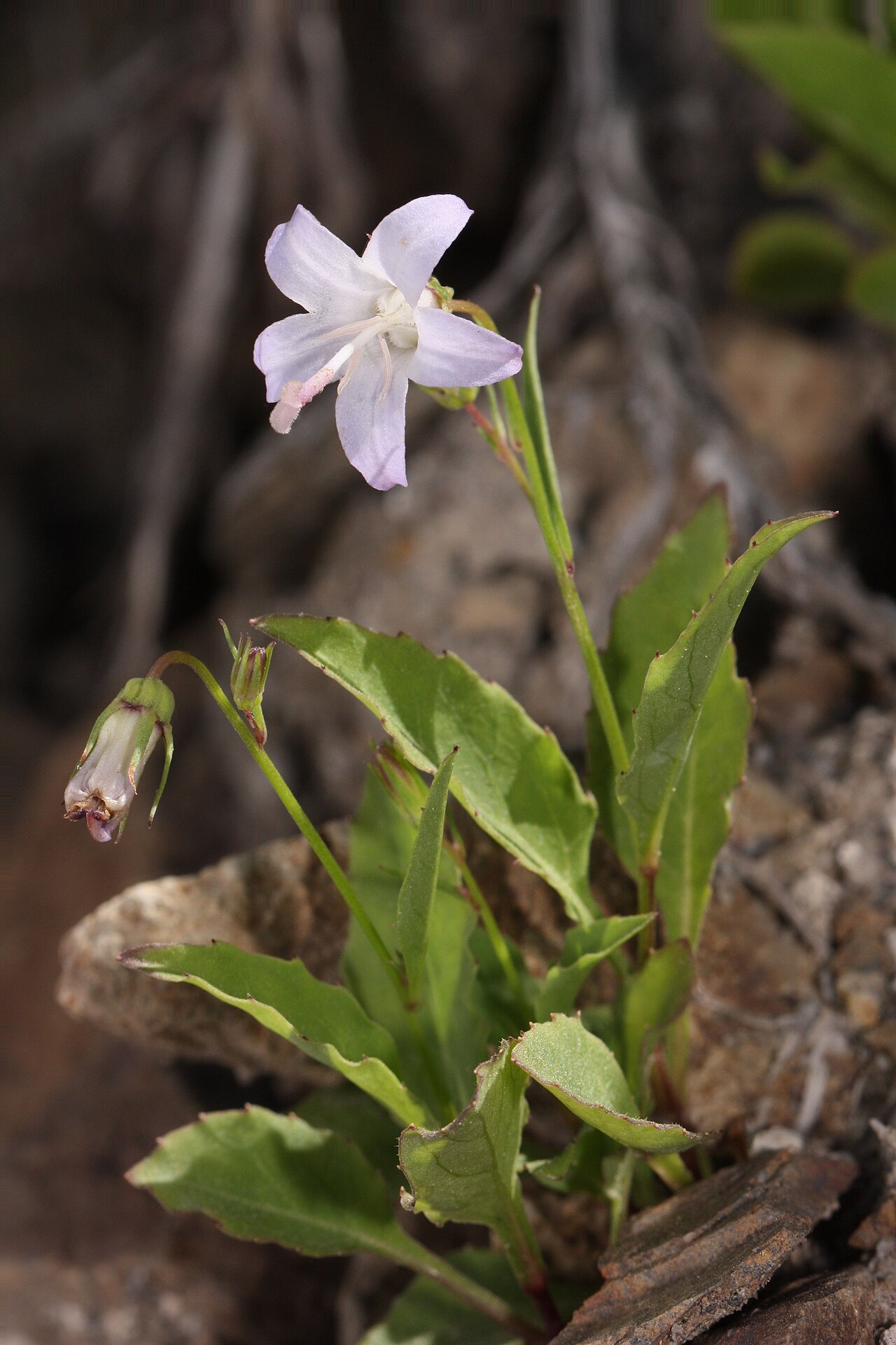 Pale bellflower: Pale Bellflower; Focus stacking (using Helicon Focus).Please see "Other versions" for source images. Viewpoint location: Juniper Ridge Trail 261 Dark Divide Vie